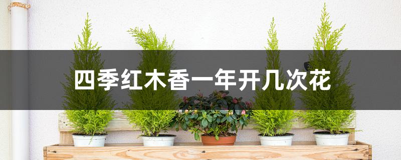 四季红木香一年开几次花