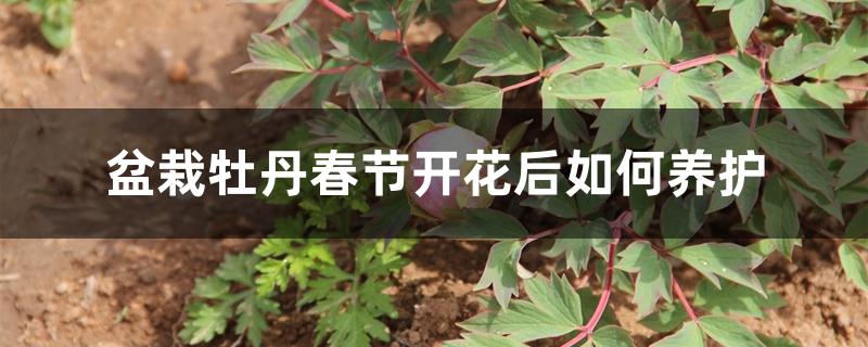 盆栽牡丹春节开花后如何养护