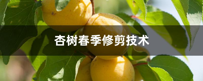 杏树春季修剪技术
