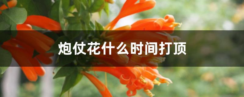 炮仗花什么时间打顶