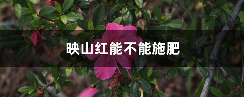 映山红能不能施肥