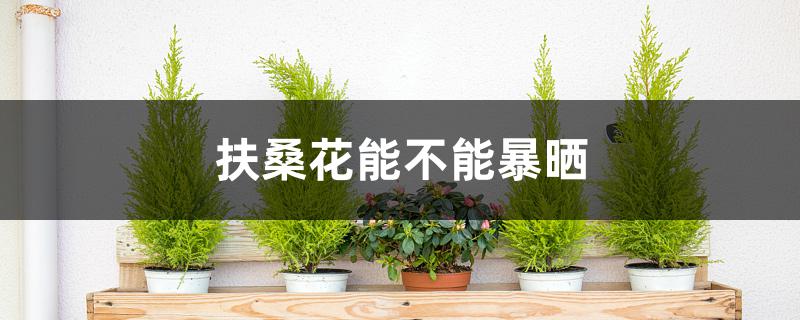 扶桑花能不能暴晒