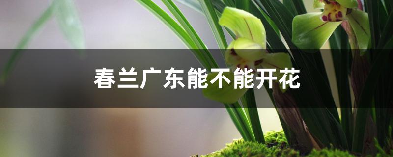 春兰广东能不能开花