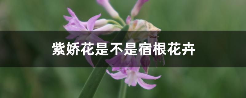 紫娇花是不是宿根花卉