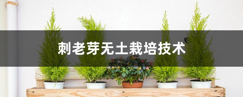 刺老芽无土栽培技术