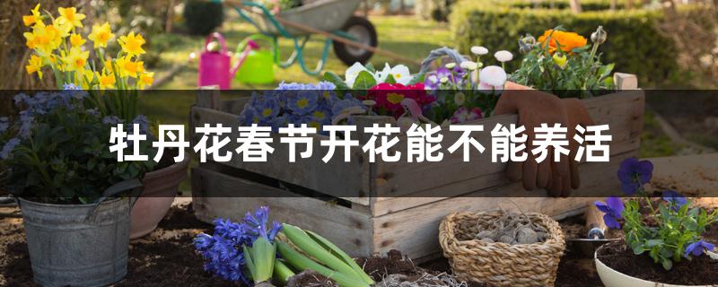 牡丹花春节开花能不能养活