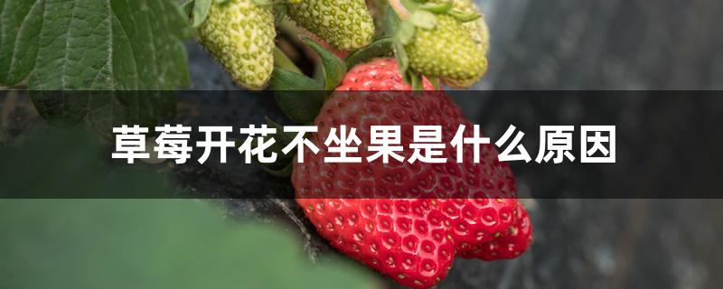 草莓开花不坐果是什么原因