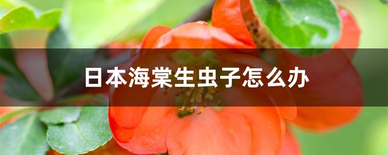日本海棠生虫子怎么办