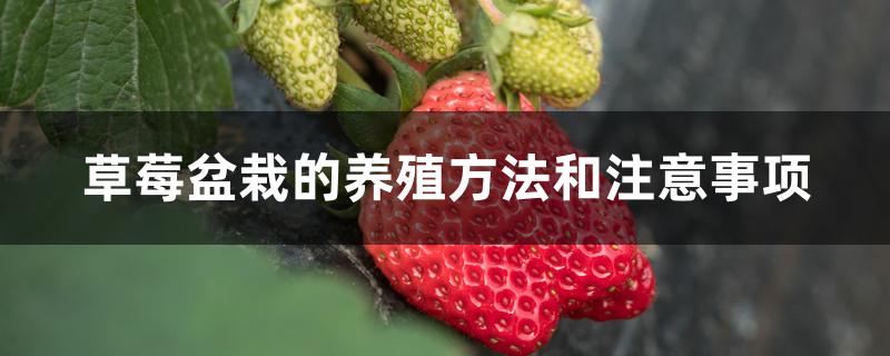 草莓盆栽的养殖方法和注意事项