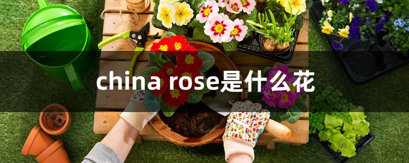 china rose是什么花