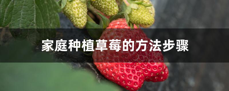 家庭种植草莓的方法步骤