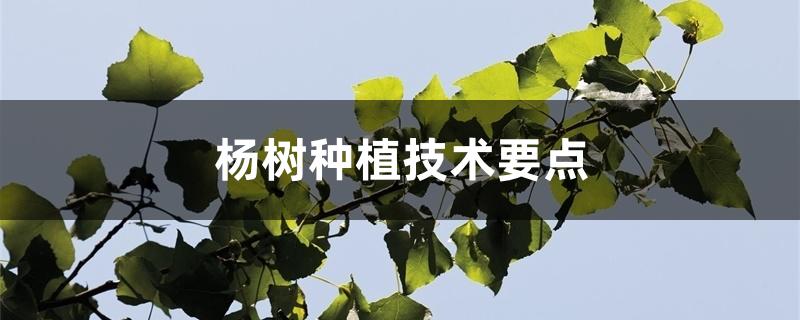 杨树种植技术要点