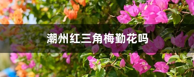 潮州红三角梅勤花吗