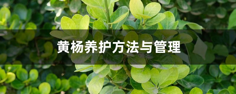 黄杨养护方法与管理