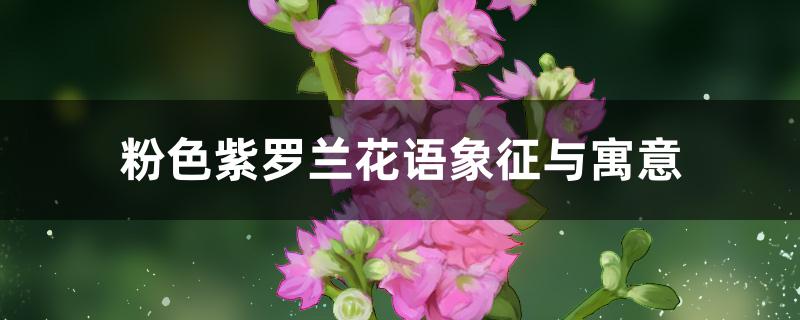 粉色紫罗兰花语象征与寓意