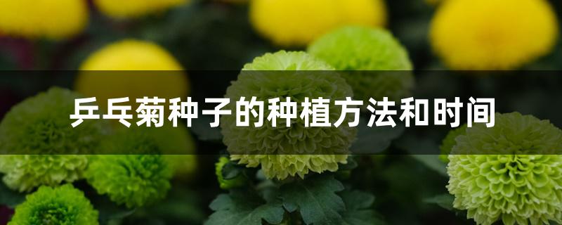 乒乓菊种子的种植方法和时间