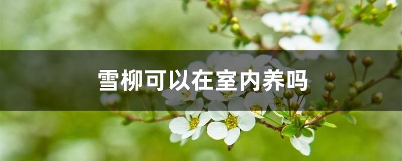 雪柳可以在室内养吗