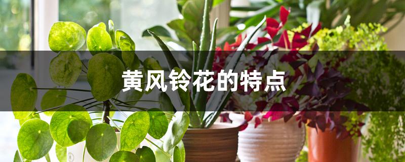 黄风铃花的特点