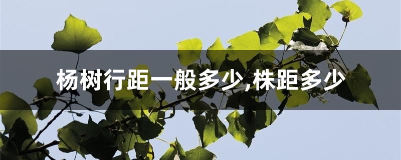 杨树行距一般多少,株距多少