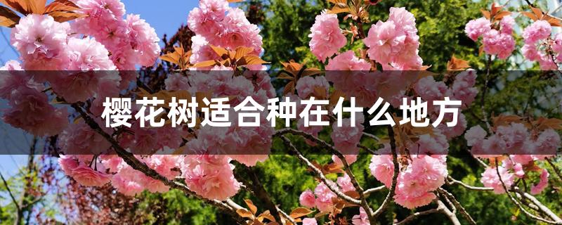 樱花树适合种在什么地方