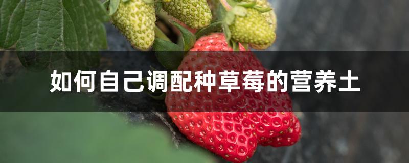 如何自己调配种草莓的营养土