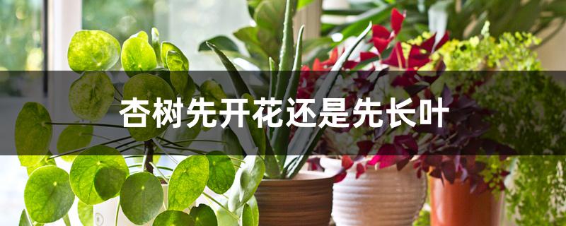 杏树先开花还是先长叶