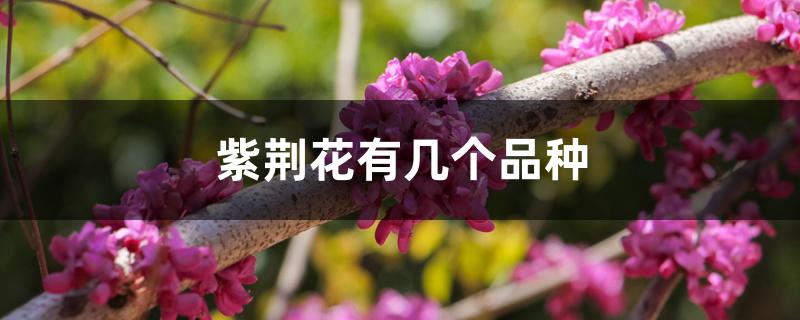紫荆花有几个品种
