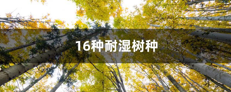 16种耐湿树种