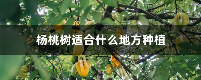 杨桃树适合什么地方种植