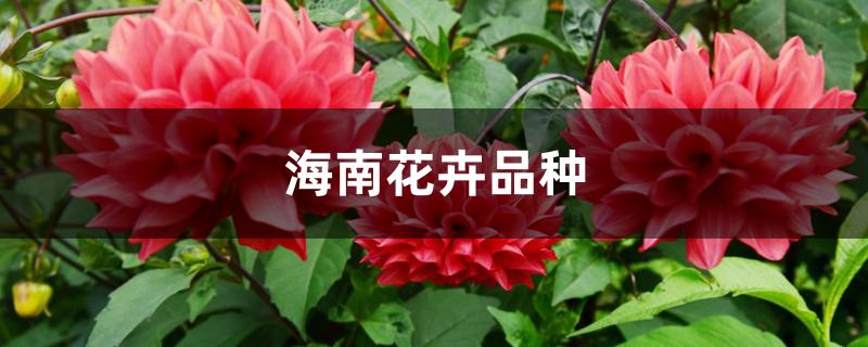海南花卉品种