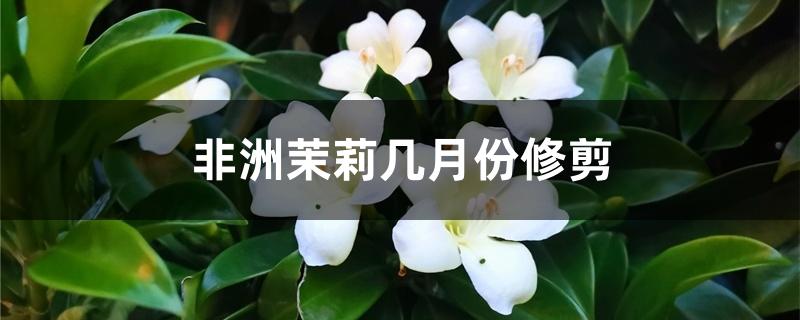 非洲茉莉几月份修剪