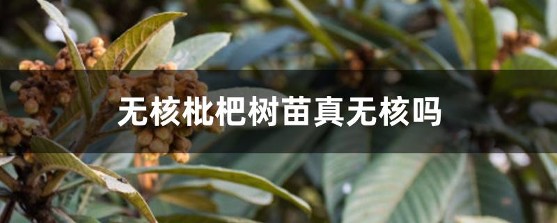 无核枇杷树苗真无核吗