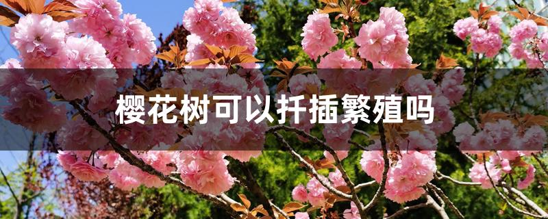 樱花树可以扦插繁殖吗