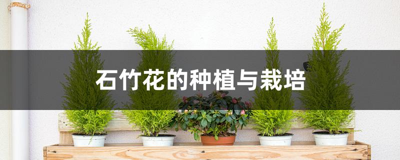石竹花的种植与栽培