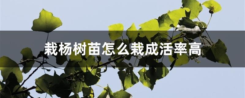 栽杨树苗怎么栽成活率高