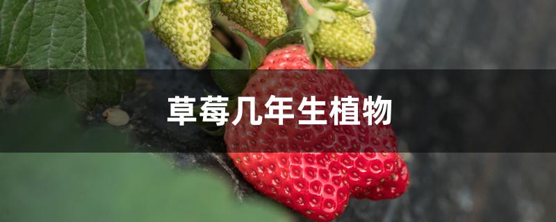 草莓几年生植物