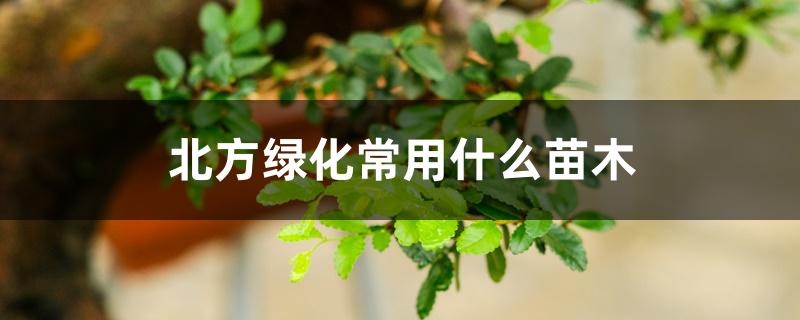 北方绿化常用什么苗木