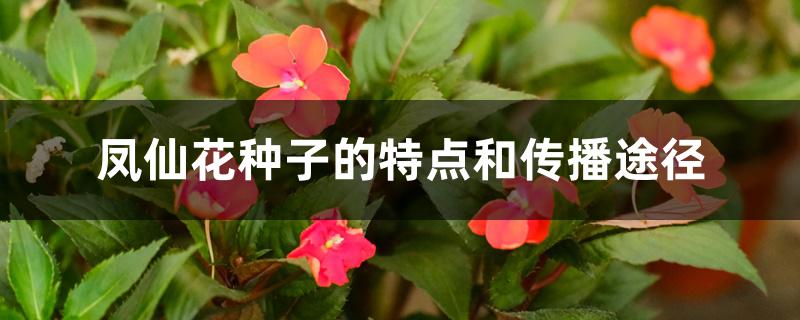 凤仙花种子的特点和传播途径