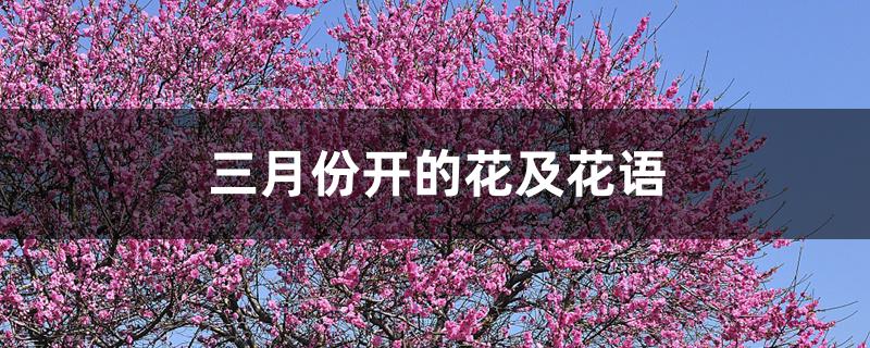 桃花的花语传说图片