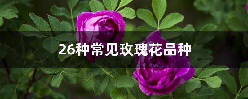 26种常见玫瑰花品种