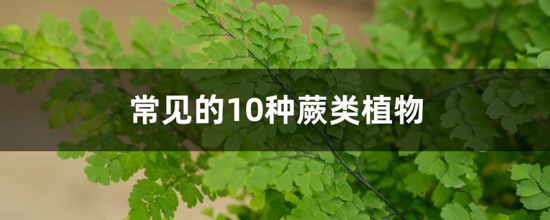 常见的10种蕨类植物