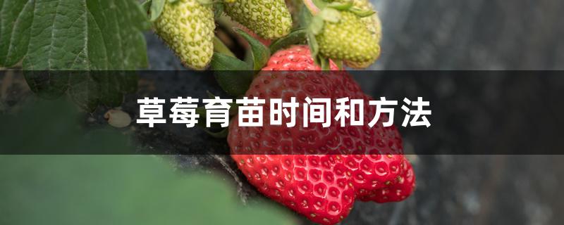 草莓育苗时间和方法