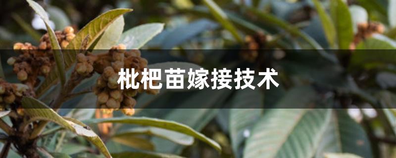 枇杷苗嫁接技术