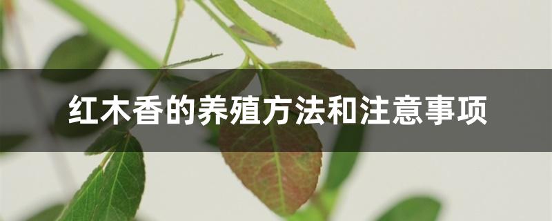 红木香的养殖方法和注意事项