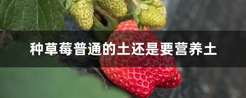 种草莓普通的土还是要营养土