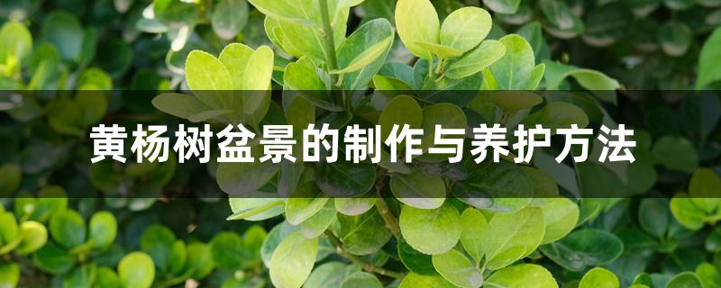 黄杨树盆景的制作与养护方法