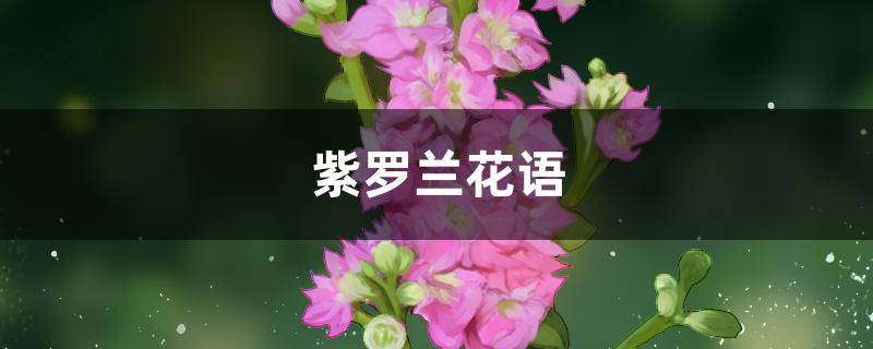 紫嫣花的花语图片