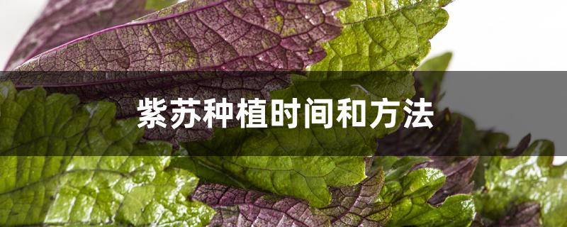 紫苏种植时间和方法