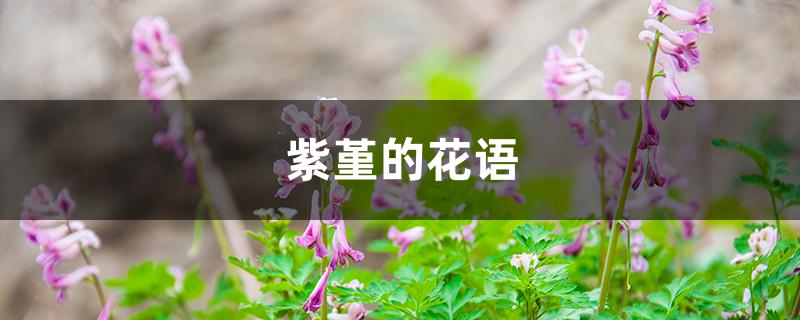 紫堇的花语
