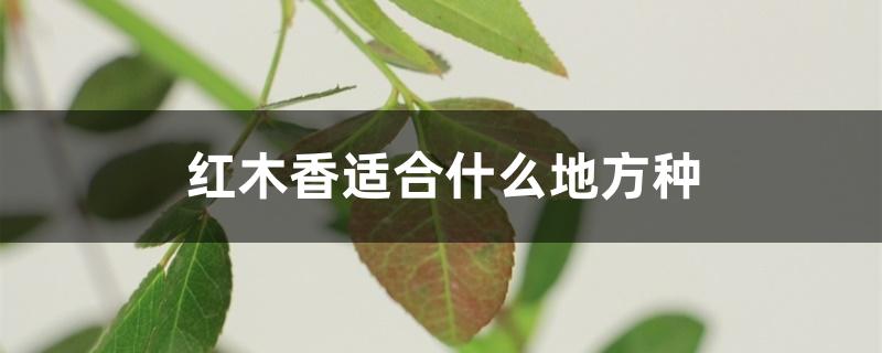 红木香适合什么地方种